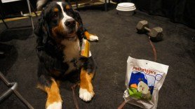 PeakWaggers Dehydrated Dog Meals