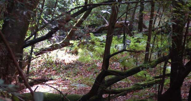 Camping Henry Cowell Redwoods State Park in California - Outdoors with ...