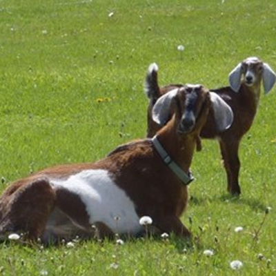 Camping Dillon KOA in West Montana Goat