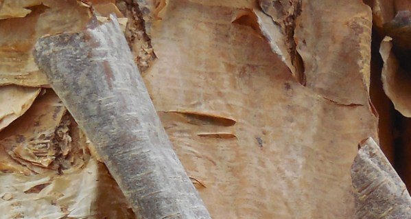 Birch bark firestarter