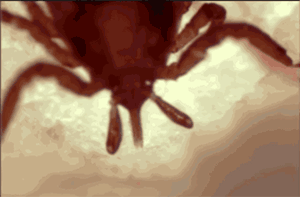 mosquitos vs ticks