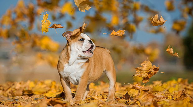 Dog sales fall allergies