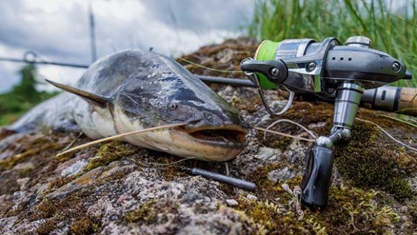 catfish just caught lying on the rocks next to a spinning reel and rod