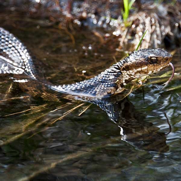 Cottonmouth snake swimming in water of bayou.