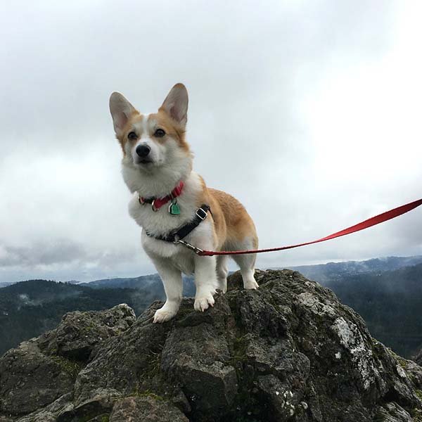 Corgi on a leash out hiking a rocky trail.