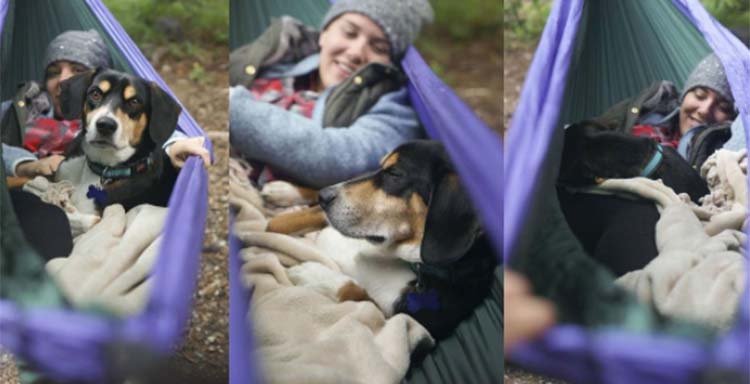 Three shots together of dog and owner snuggled in a hammock on a camping trip.