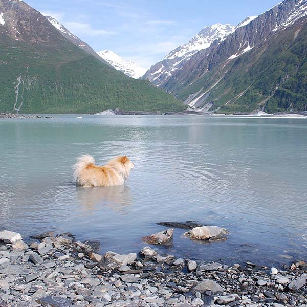 A furry dog swimming in a clear mountain lake while on a camping trip.
