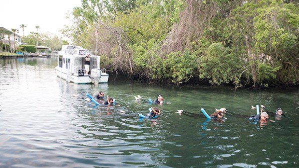 you too can swim with the manatees courtesy of River Ventures.
