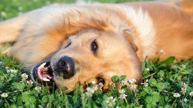 an outdoors golden retriever in the sunshine rolling in the clover