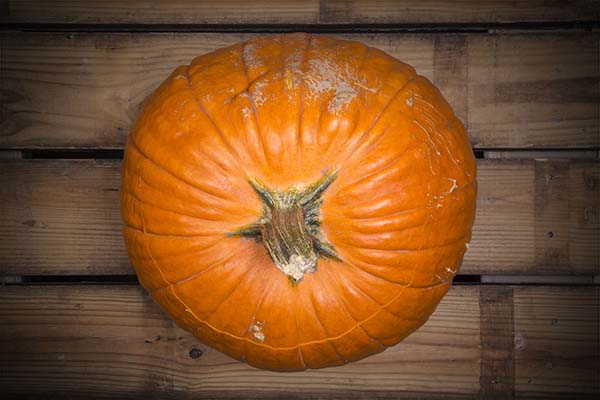 Carefully chosen pumpkin for stuffing. Just the right size.