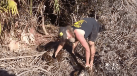 python hunter catches snake in everglades