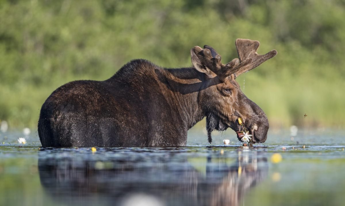 What to do if you encounter a moose: A step-by-step guide