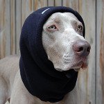 Winter Dog Gear: Chilly_Dogs_Head_Muff