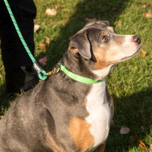 Handsome dog waits for the Flowfold Sterling Trailmate Dog Leash