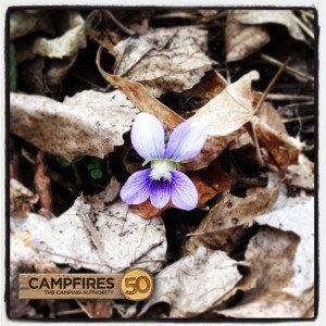 Frontenac_State_Park_Spring_Bloom_Camping_Hiking