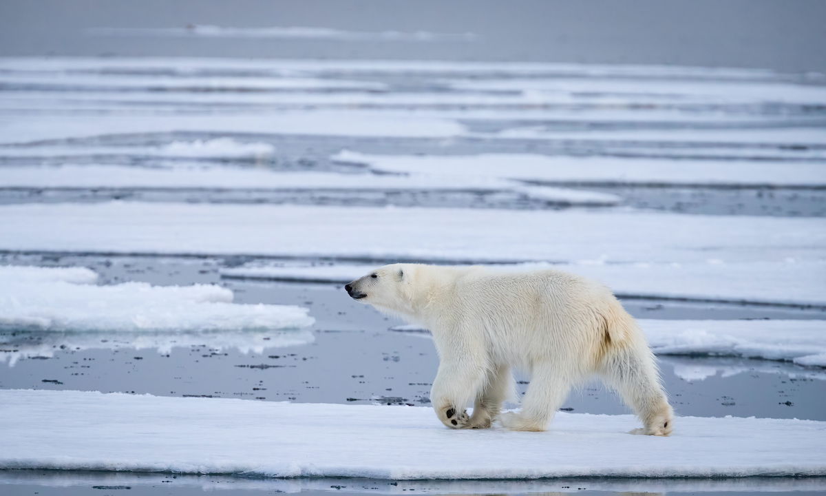 This is Not a Drill: Polar Bear Warnings Issued for Parts of Canada