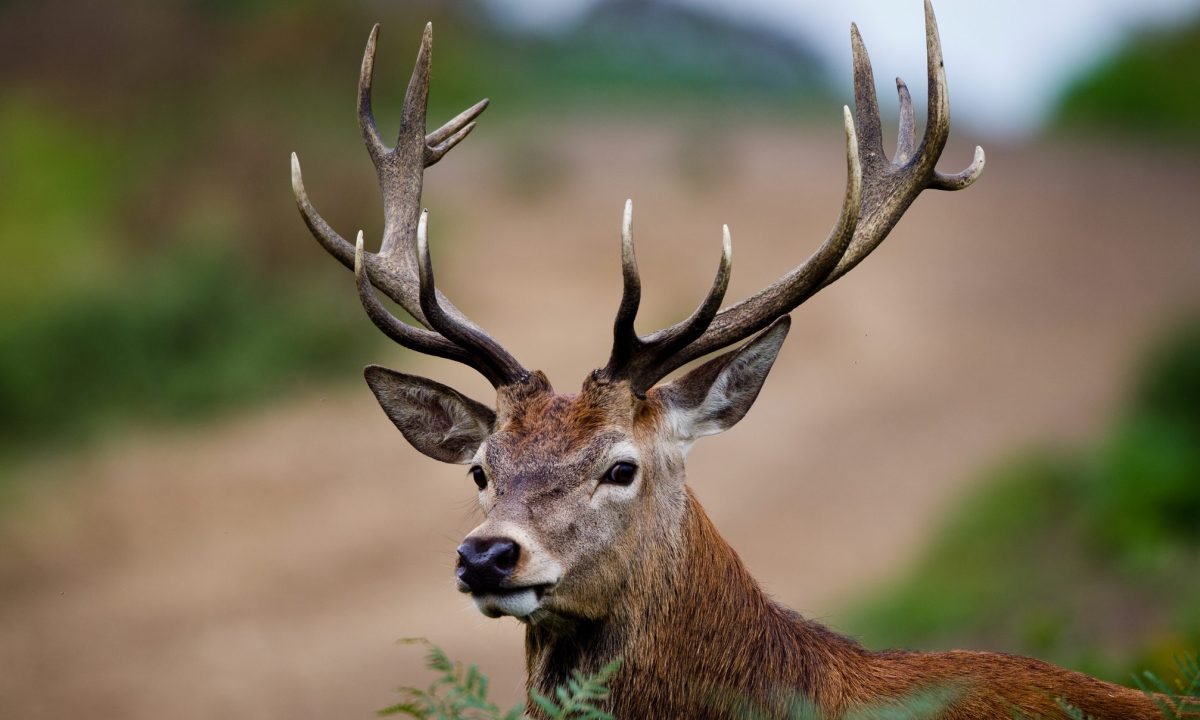 How to Find Deer Antler Sheds