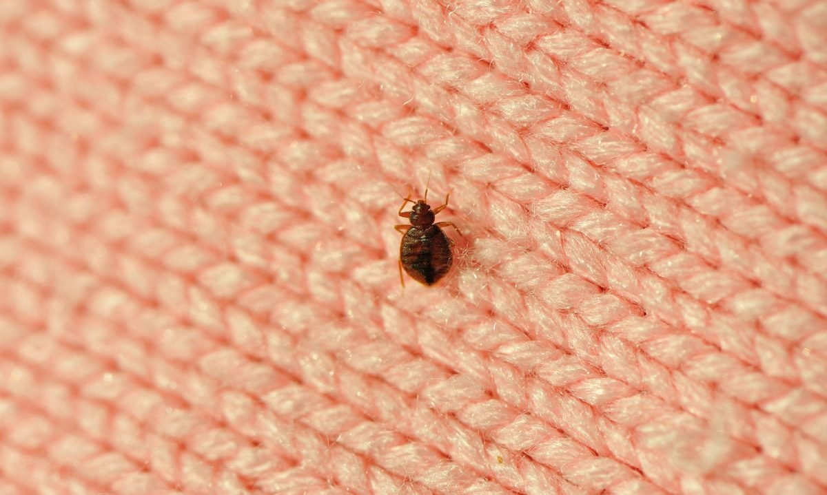Bedbugs are surging. Here's how to deal with them.