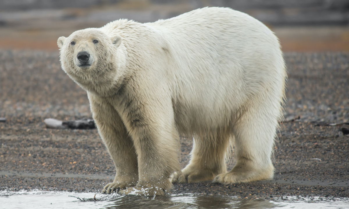 This is Not a Drill: Polar Bear Warnings Issued for Parts of Canada