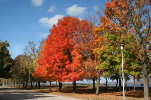 Fall Foliage