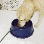 Winter Dog Gear: K&H_thermal_bowl