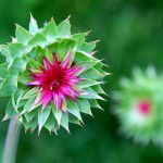 Northern Thistle