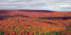 Fall Foliage