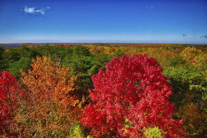 Fall Foliage