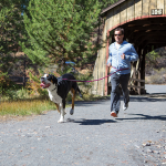 Camping Gear For Dogs: Leashes
