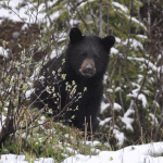 black bear