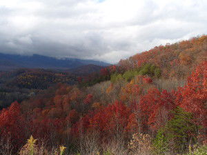 Fall Foliage