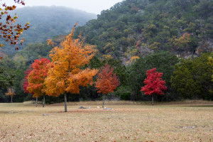 Fall Foliage