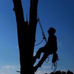 Outdoor Activities: Tree Climbing