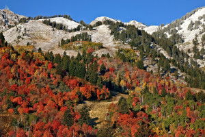 Fall Foliage