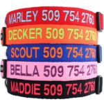embroidered dog collars in bright colors available on Amazon