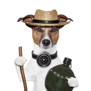 illustration of Jack Russell Terrier dressed up as a camper