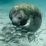 the reason you swim with the manatees