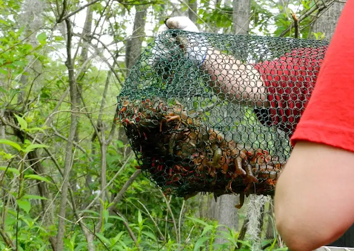 10 Best Places to Catch Crawfish - Outdoors with Bear Grylls