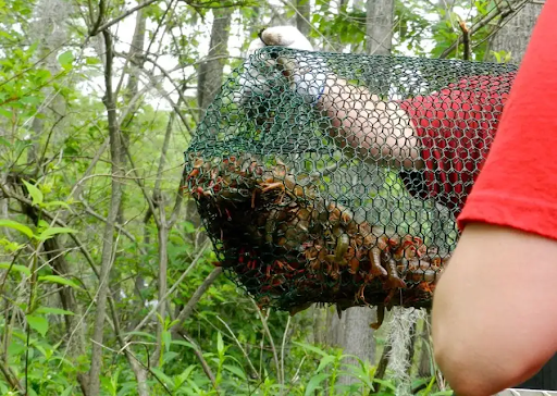 Trapping Crawfish in our Own Backyard CREEK with Frabill Crawfish