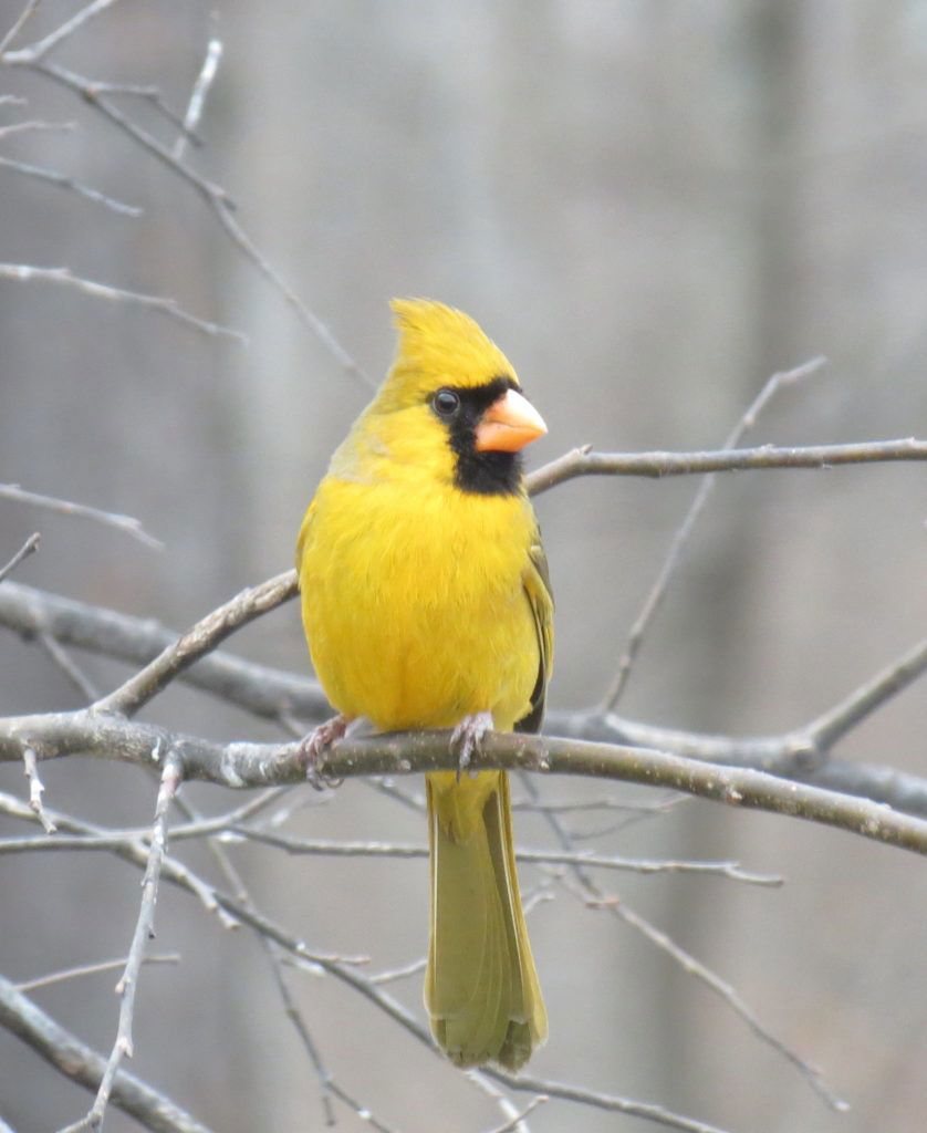Alabama's yellow cardinal: The science behind an amazing, rare