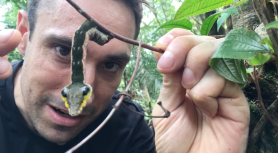A man examines a Hawk-moth caterpillar.