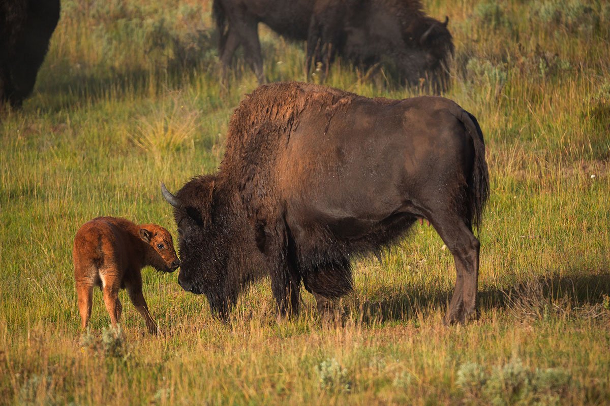 A baby bison traffic jam, and more of the cutest animal moments