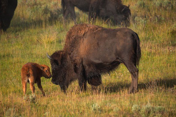 baby-bison-causes-traffic-jam
