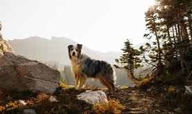 how-totrain-your-dog-for-adventure