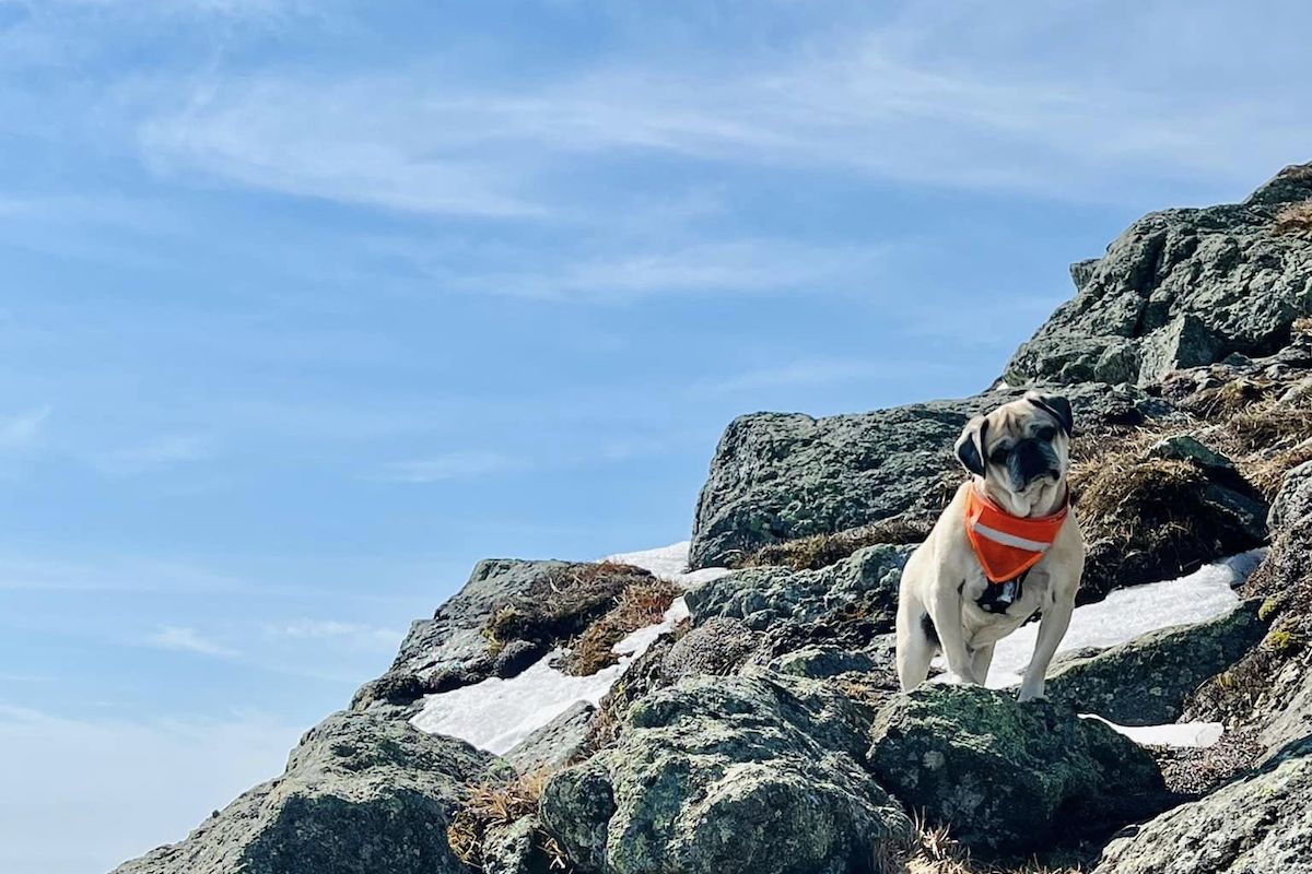 Pug hiking cheap