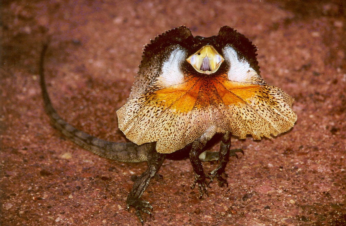 Frilled lizard