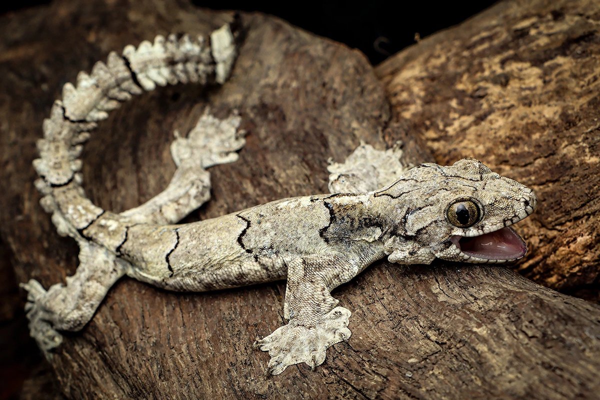 new species of gecko