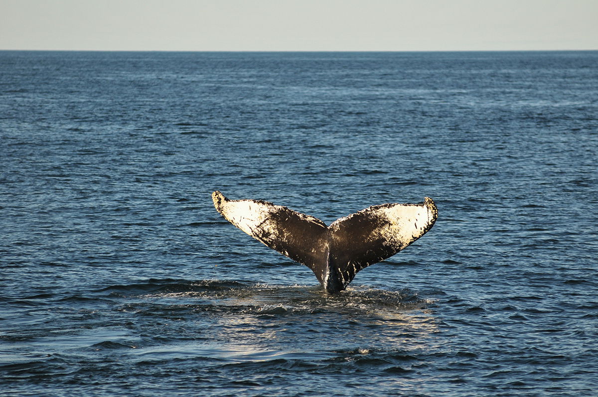 best-whale-watching-spots-north-america