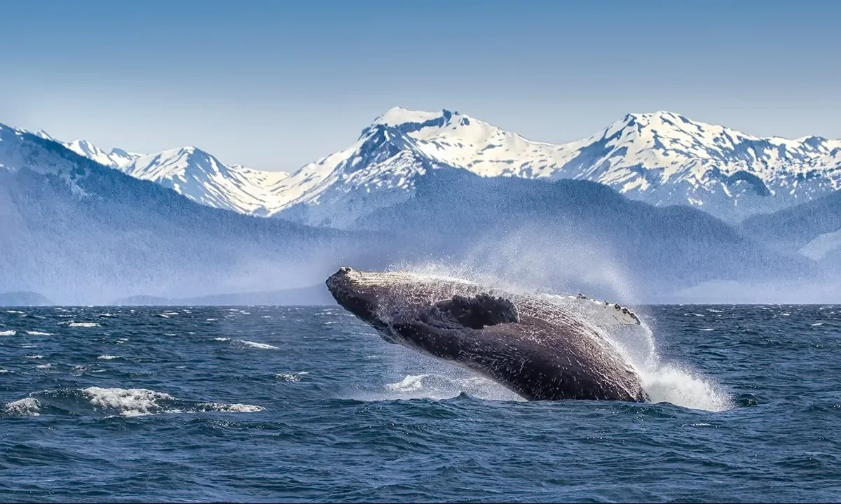 These are the best cities for whale watching in North America