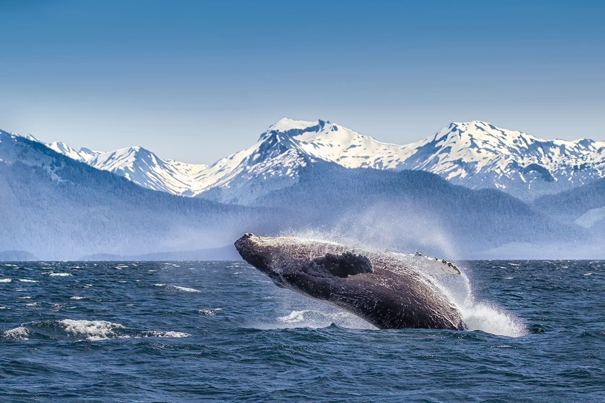 Seattle Whale Watching 101 | Visit Seattle